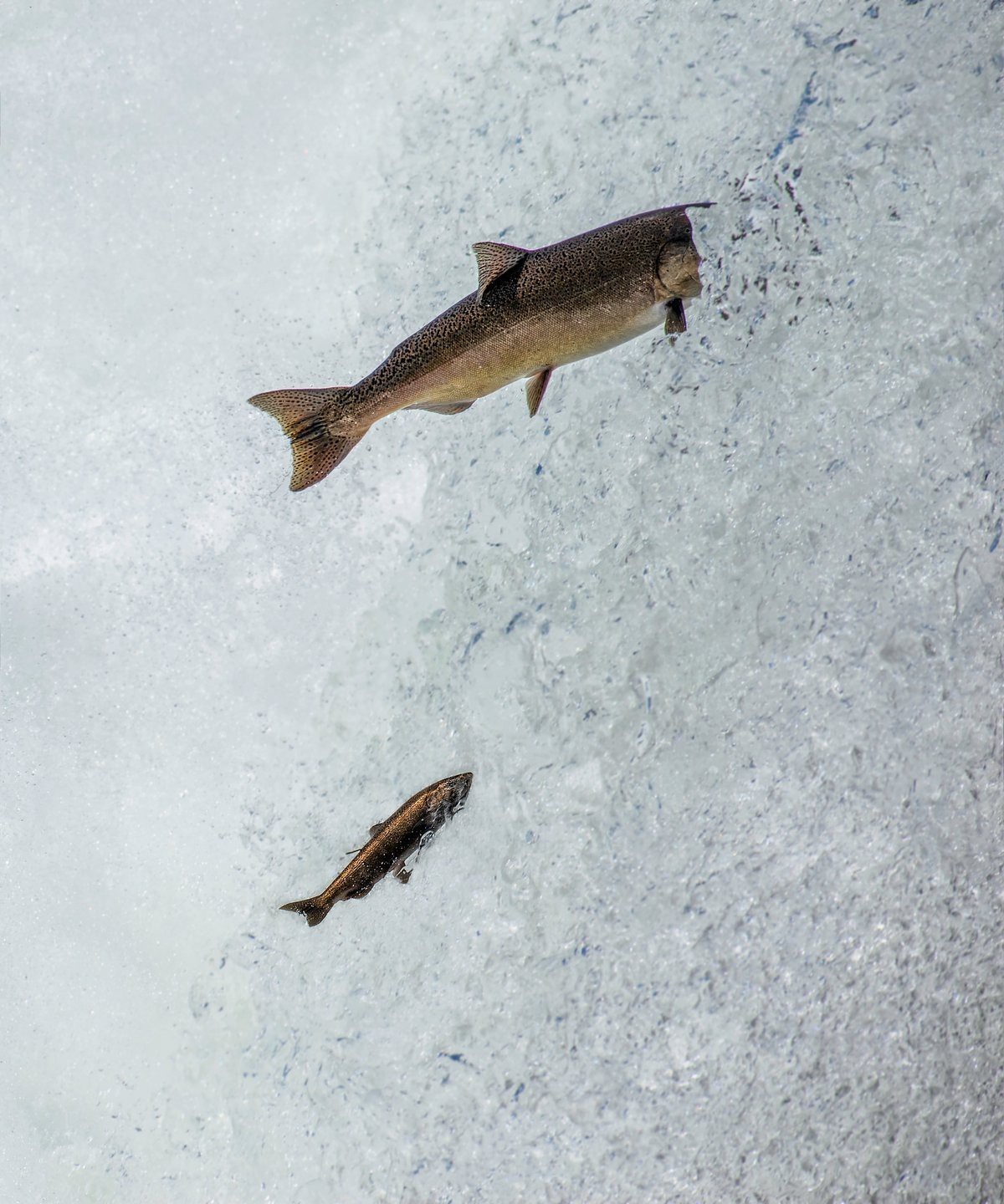 魚(yú)缸高度多少合適？：魚(yú)缸放多高不算割腳水， 魚(yú)缸高度多少合適？：魚(yú)缸放多高不算割腳水， 魚(yú)缸百科 第7張