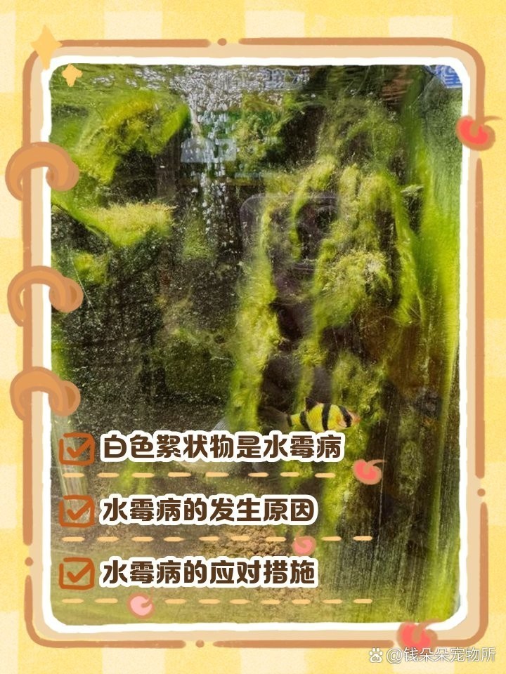 鶴崗市南山區(qū)雨霏水族館