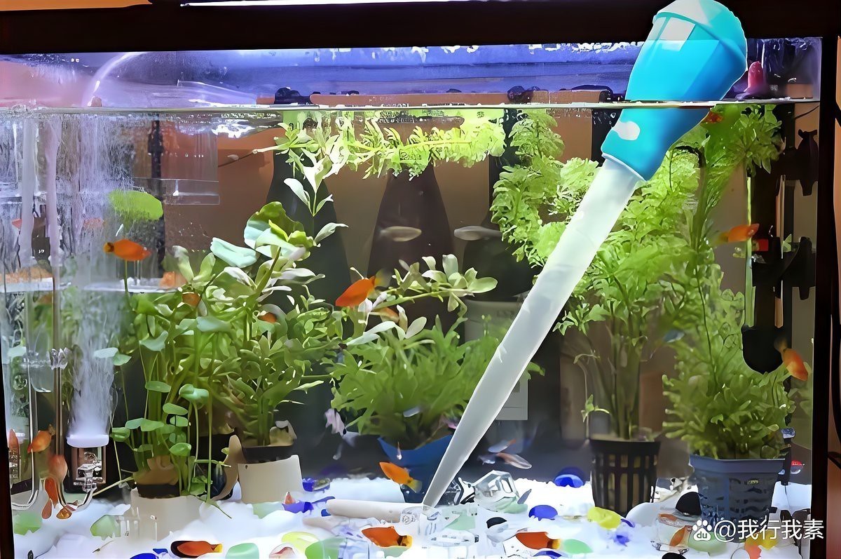 龍魚換水4大忌