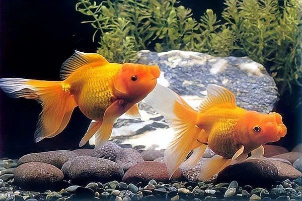 金魚怎么養才能活得長久