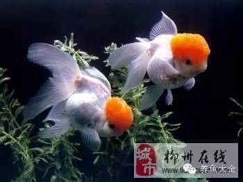金魚怎么養才能活得長久