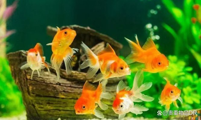金魚怎么養才能活得長久