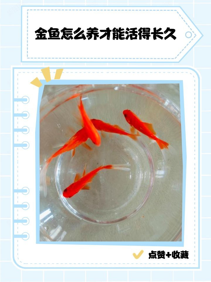 金魚怎么養才能活得長久