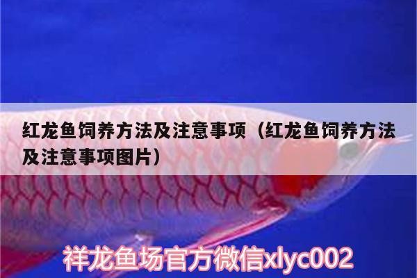 紅龍魚幼崽需要多大的魚缸（如何選擇適合紅龍魚幼崽的魚缸？）