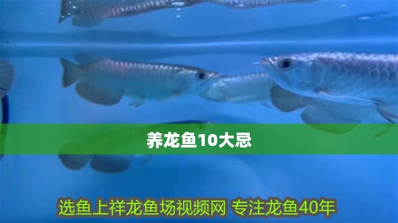 翡翠龍魚不能亂養