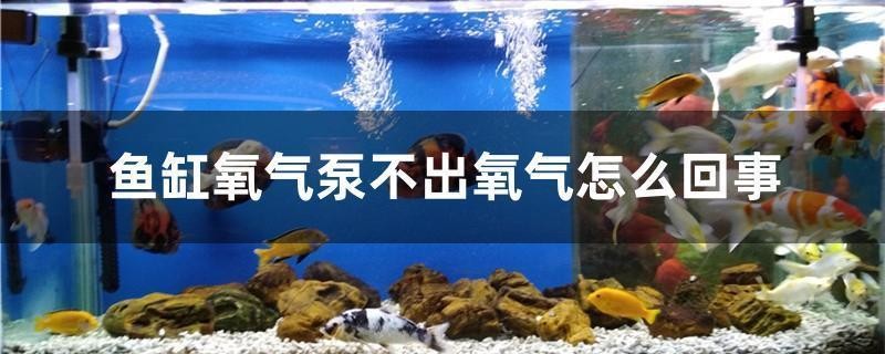 銀龍魚喂食量是多少斤（銀龍魚喂食量是多少斤的）