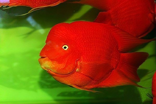 紅眼白子招財(cái)龍魚能長(zhǎng)多大