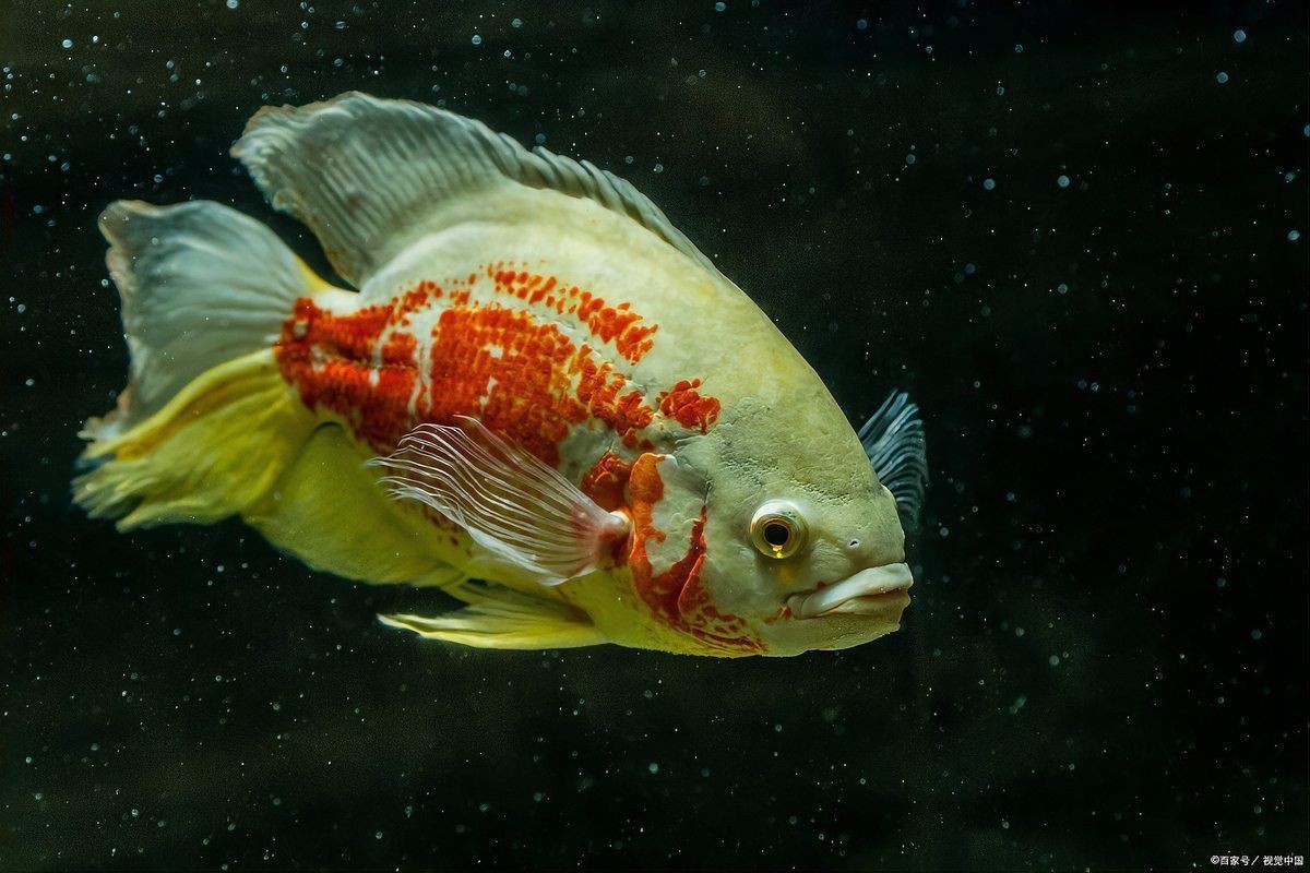 紅眼白子招財(cái)龍魚能長(zhǎng)多大