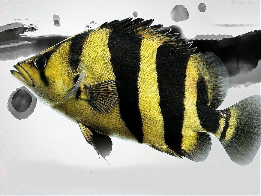 虎魚種類鑒別技巧