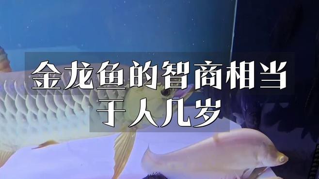 金龍魚和銀龍魚哪個更聰明？