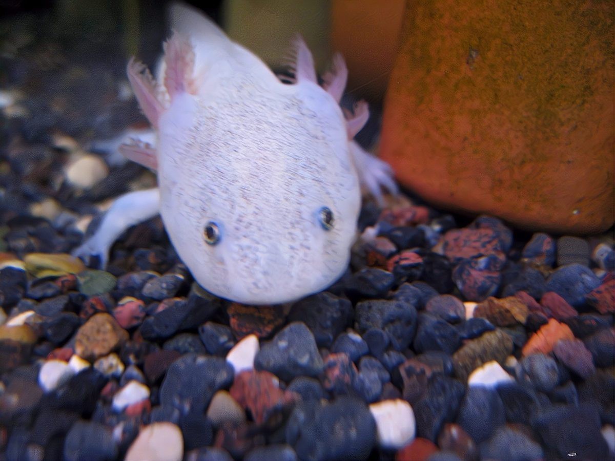 金龍魚和銀龍魚哪個更聰明？