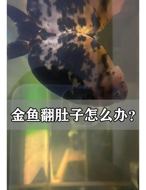 金龍魚肚子有個鼓包