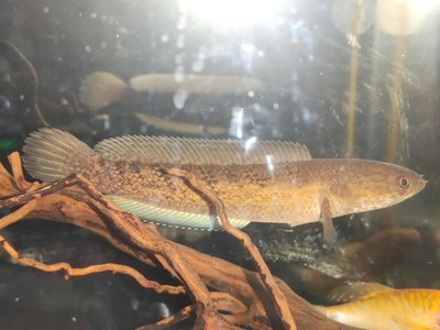 <strong><mark>青田</mark></strong>縣鳥魚花香水族館（<strong><mark>青田</mark></strong>縣鳥魚花香水族館電話）