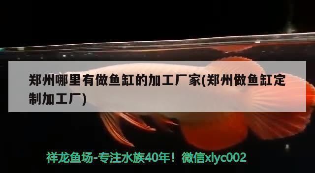 銀龍魚幾年能長50厘米了（銀龍魚多久能長到50公分）