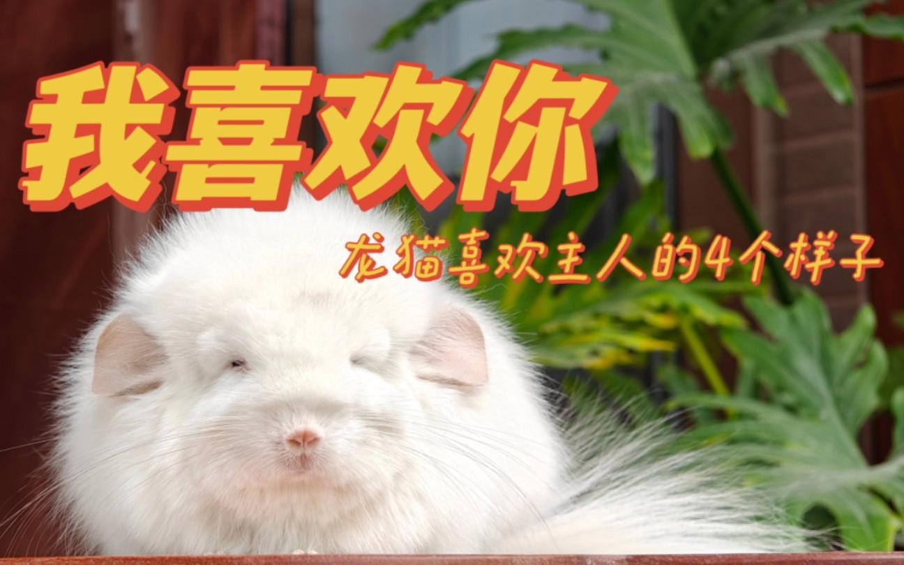 龍貓認主后會有哪些表現？