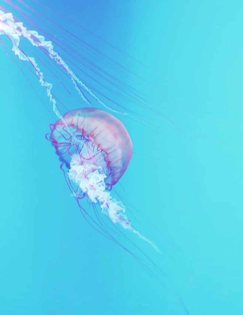 深圳大型水族批發市場