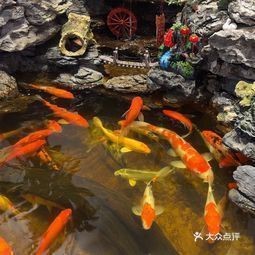 深圳大型水族批發市場