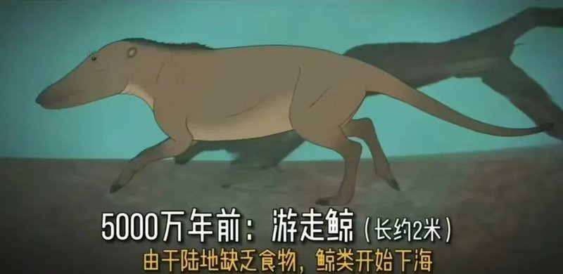 大嘴鯨壽命