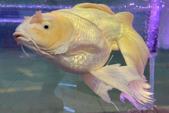 蝴蝶鯉壽命 蝴蝶鯉壽命 龍魚論壇 第11張