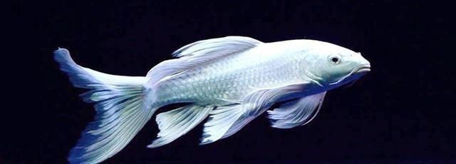 蝴蝶鯉壽命 蝴蝶鯉壽命 龍魚論壇 第7張
