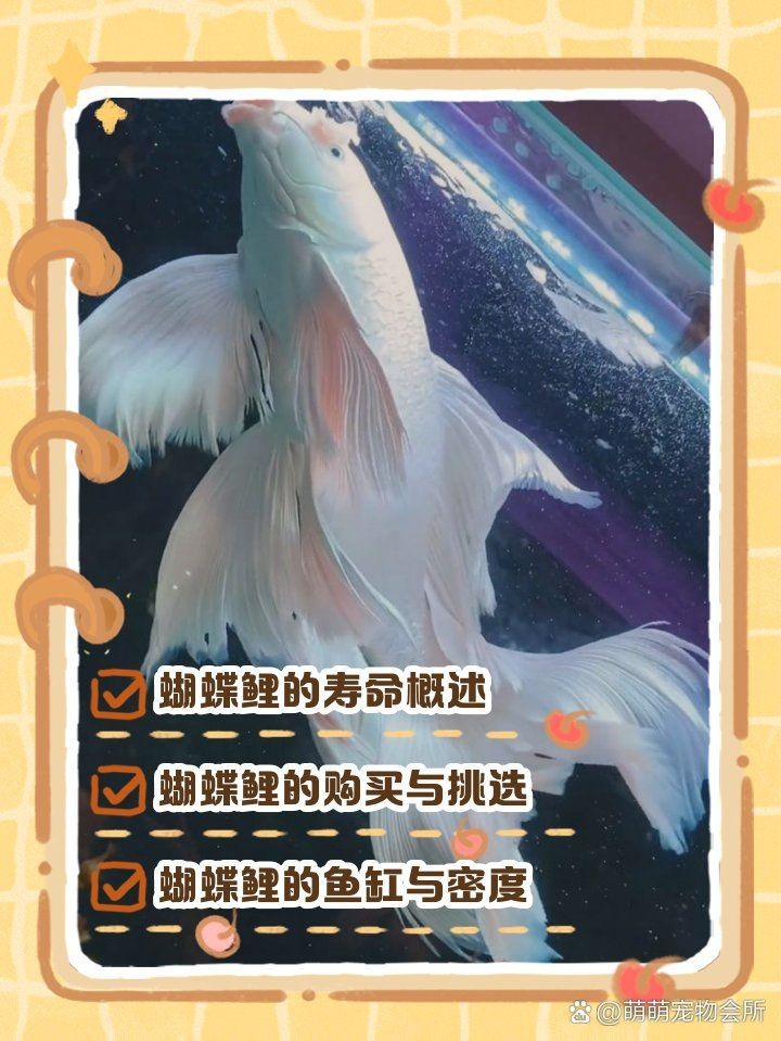 蝴蝶鯉壽命 蝴蝶鯉壽命 龍魚論壇 第13張