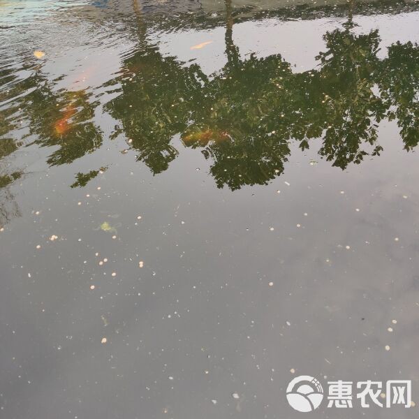 龍鳳魚的市場價格是多少？