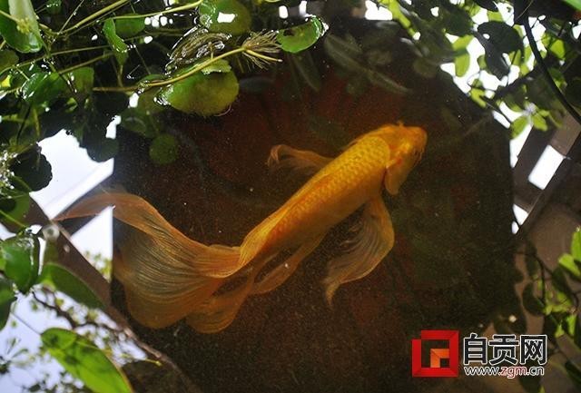 龍鳳魚的市場價格是多少？