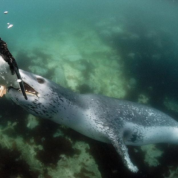 動物海豹