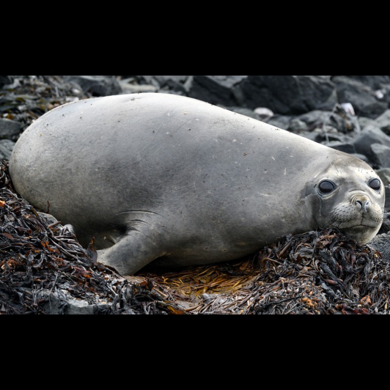 動物海豹