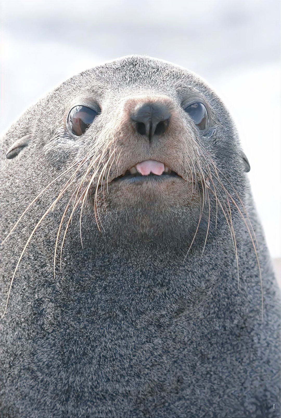 動物海豹