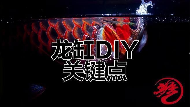 戰(zhàn)車紅龍需要多大的魚缸？
