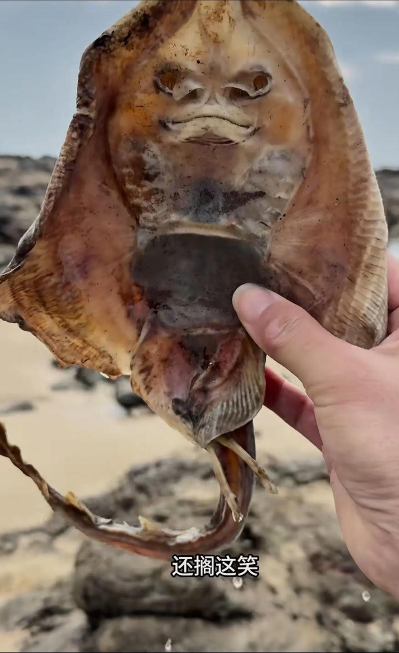 超神龍魚價格表圖片