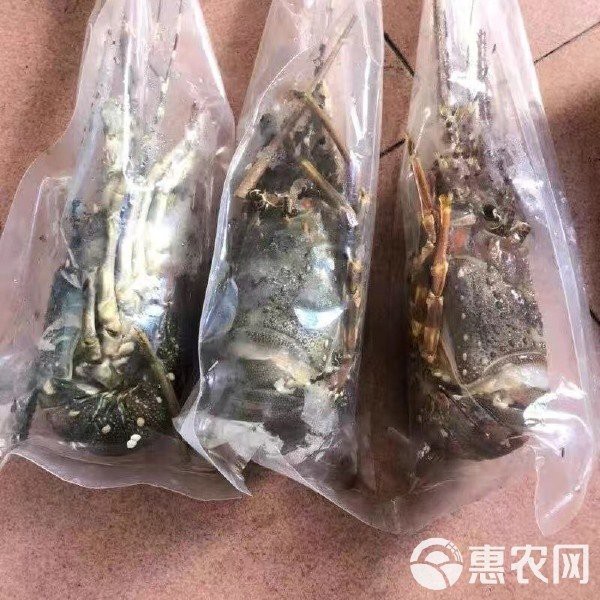 市場上小青龍多少錢一斤