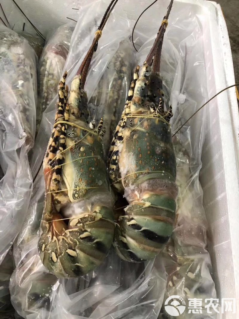 市場上小青龍多少錢一斤