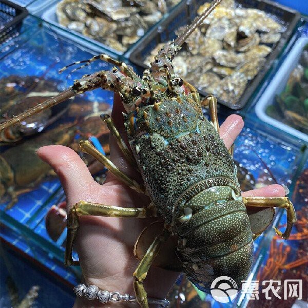 市場上小青龍多少錢一斤