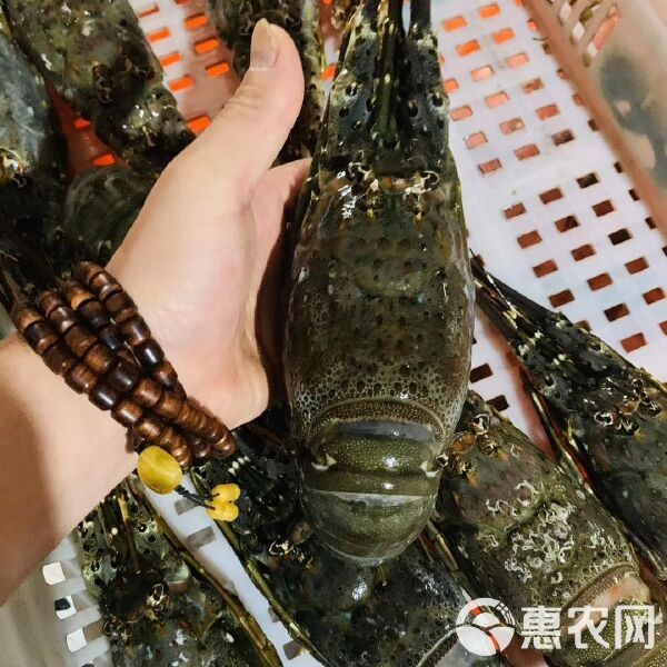 市場上小青龍多少錢一斤