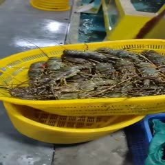 市場上小青龍多少錢一斤