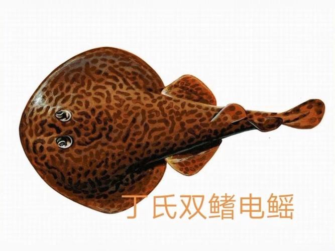 有哪些藥物可以治療紅龍魚側線孔潰爛？（哪種藥物治療紅龍魚側線孔潰爛最有效？）