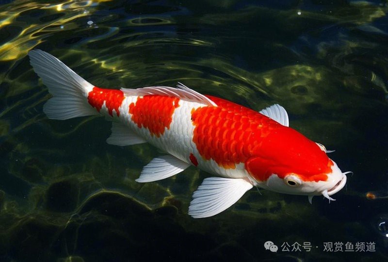 紅龍魚白底和黑底哪個更貴？
