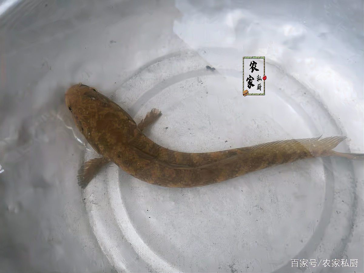 廣東野生雷龍魚可以吃嗎