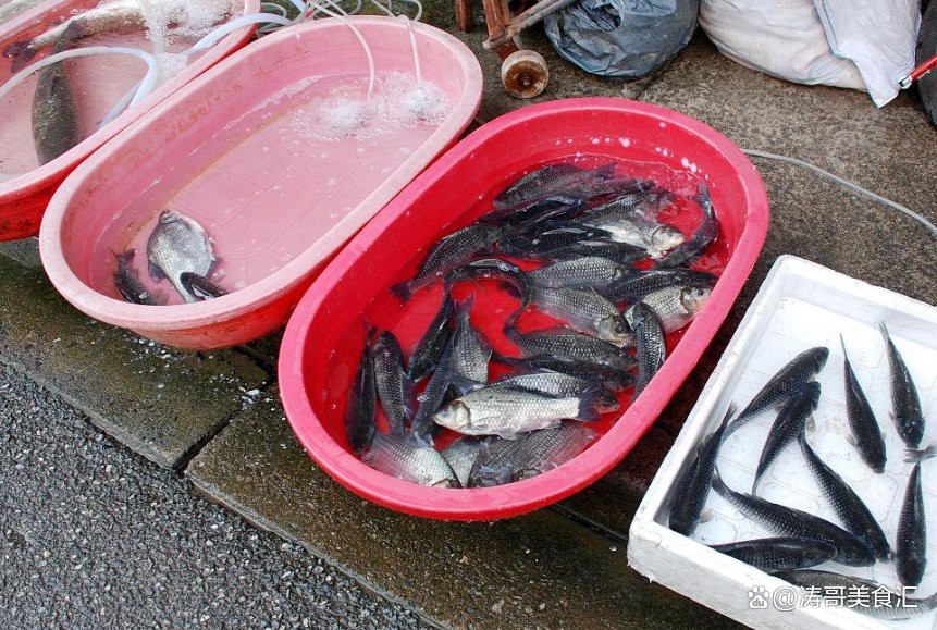 廣東野生雷龍魚可以吃嗎