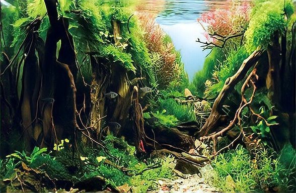 缸養(yǎng)水草的正確方法