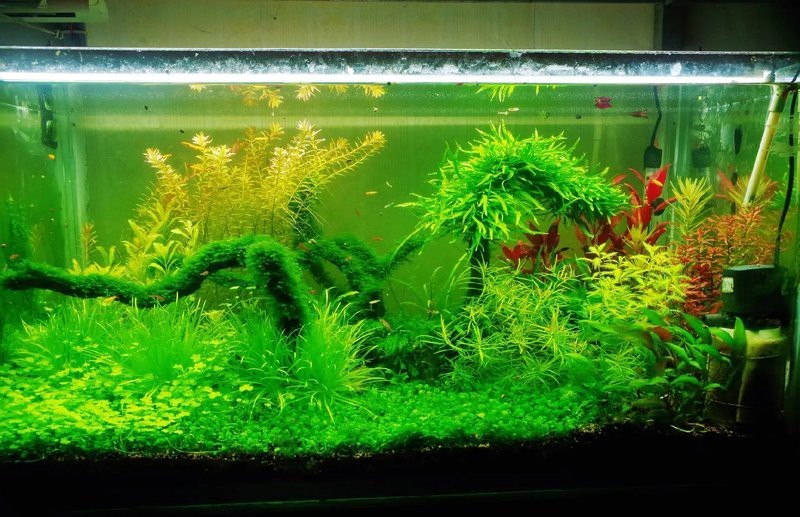缸養(yǎng)水草的正確方法