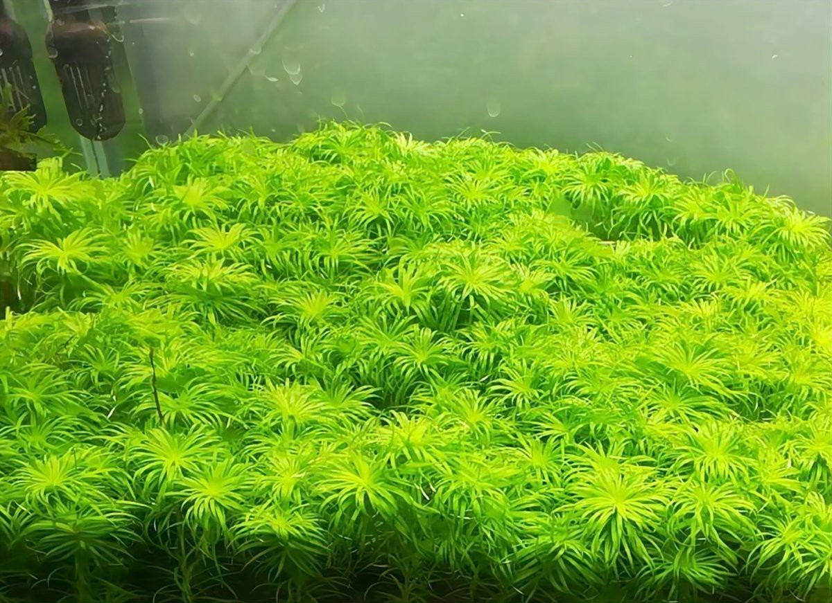 缸養(yǎng)水草的正確方法