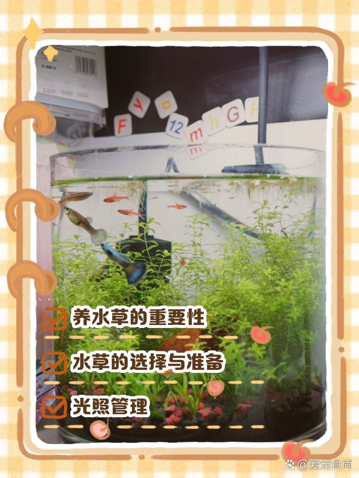 缸養(yǎng)水草的正確方法