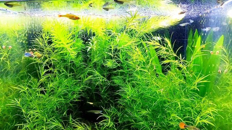 缸養(yǎng)水草的正確方法