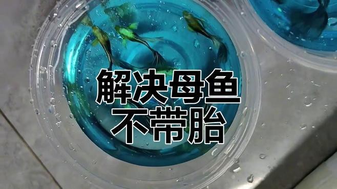 金龍魚手術治療掉尾