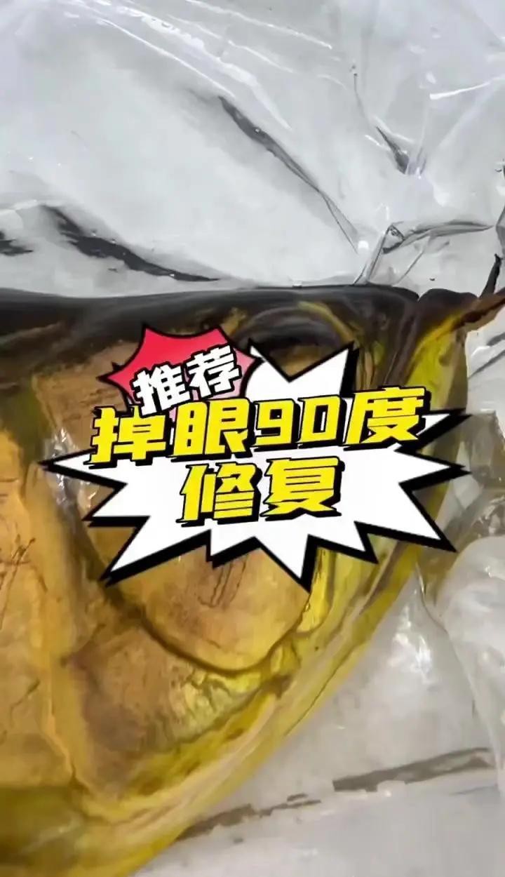 金龍魚手術治療掉尾