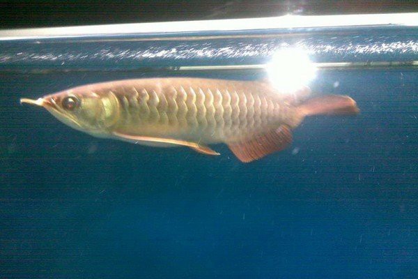 金龍魚手術治療掉尾