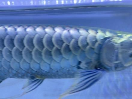 金龍魚手術治療掉尾